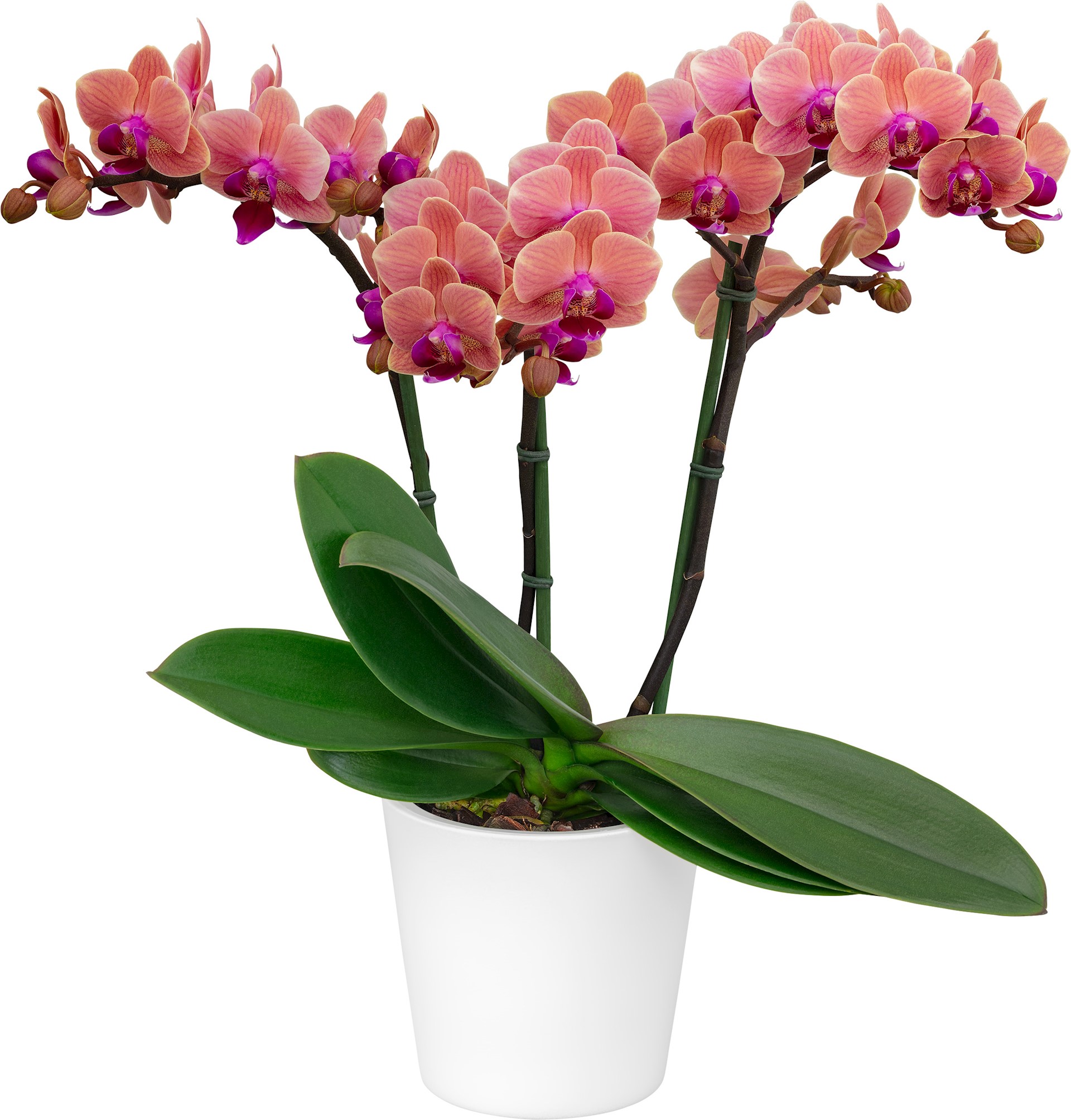 Floricultura - 1010861