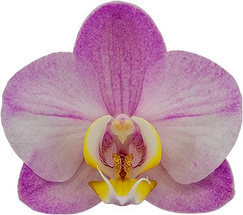 tamaño de la flor: 234950