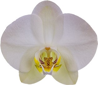 tamaño de la flor: 344414