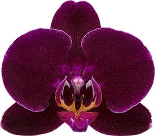 Floricultura - 314121