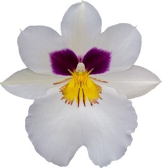 tamaño de la flor: 14189