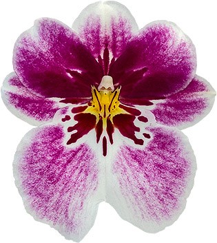 tamanho da flor: 6721