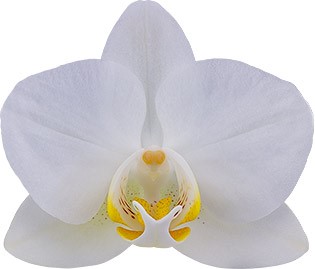 tamaño de la flor: 5,5