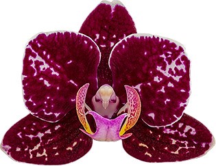 bloemgrootte: 1006549