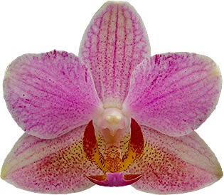 flower size: 1010688