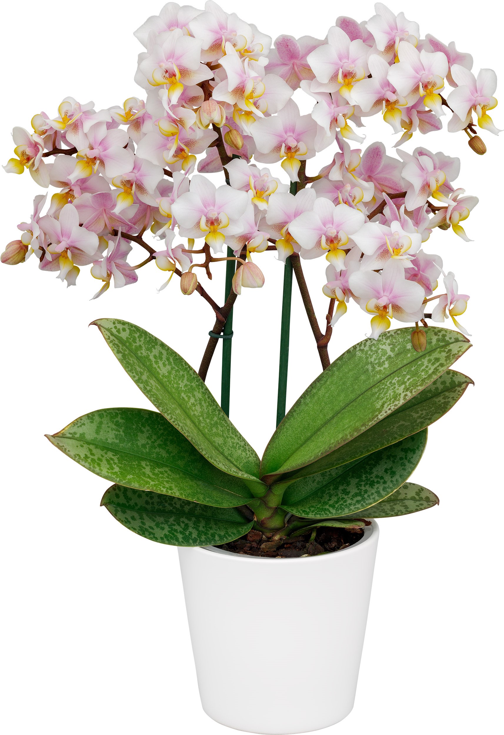 Floricultura - 1010861