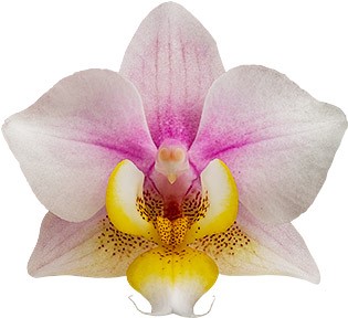 tamaño de la flor: 1010861