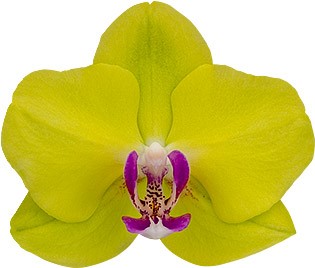 tamaño de la flor: 1012648