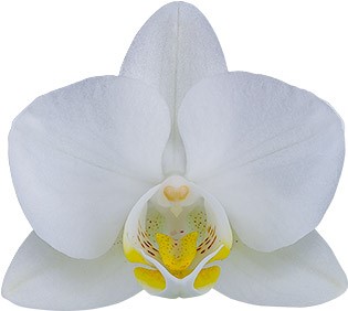 tamaño de la flor: 5