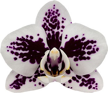 tamanho da flor: 5,5