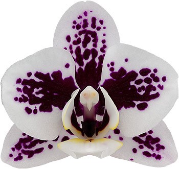 tamanho da flor: 5