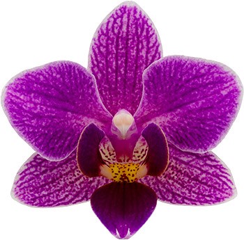 tamaño de la flor: 5