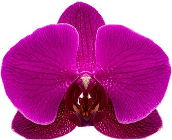 tamaño de la flor: 335701