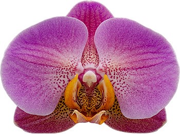 tamanho da flor: 335817