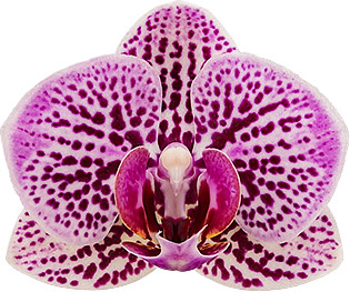 bloemgrootte: 1003056