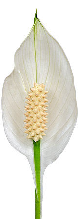 bloemgrootte: 1011951