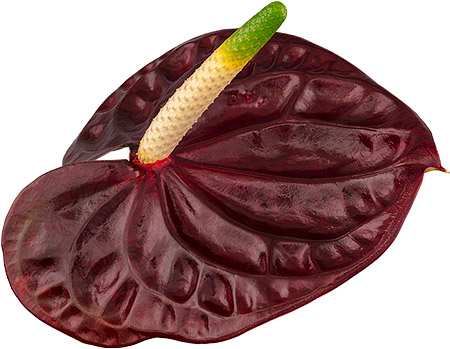 bloemgrootte: 1003248