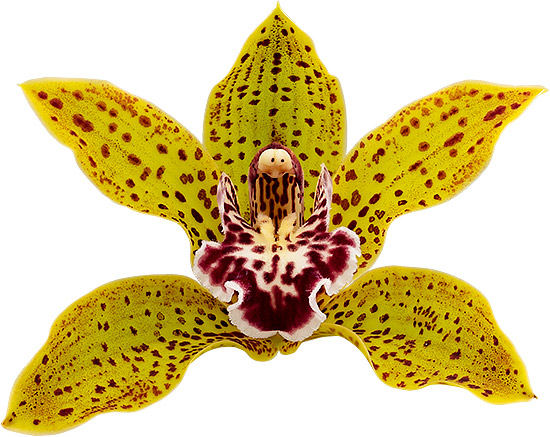 bloemgrootte: 8773