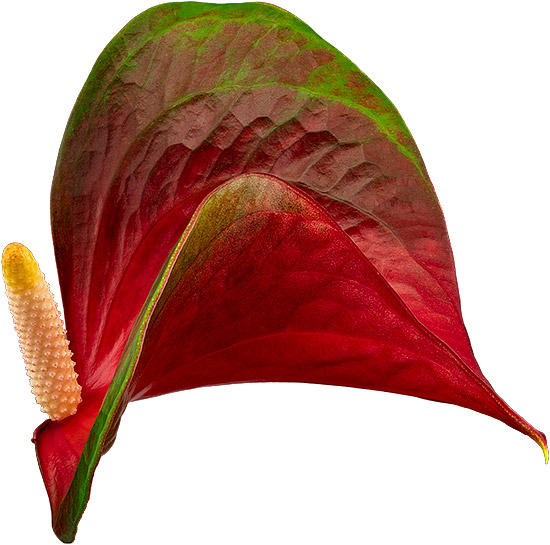 bloemgrootte: 2001083