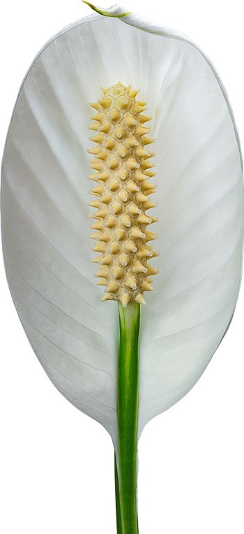 flower size: 1011950