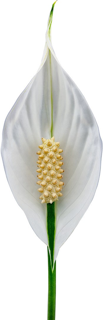 flower size: 1011947