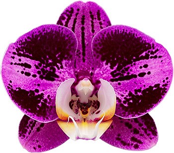 tamaño de la flor: 1017254