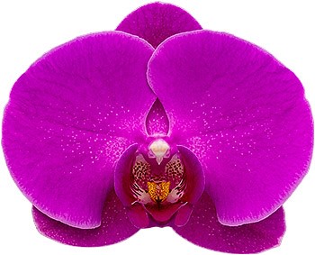 bloemgrootte: 1017256