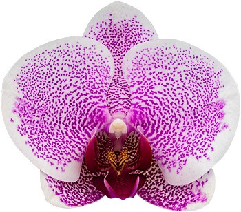 bloemgrootte: 1017257