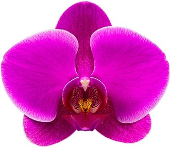 tamaño de la flor: 1017179