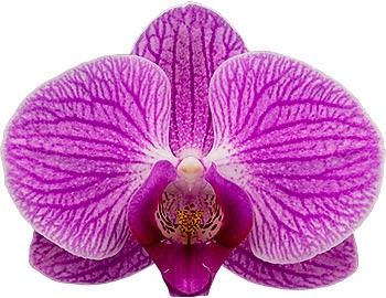 bloemgrootte: 1017105