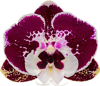 tamaño de la flor: 1016623