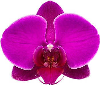 bloemgrootte: 1016417