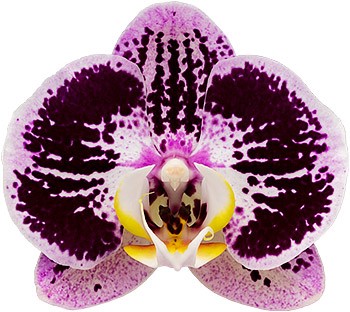 tamaño de la flor: 1016619