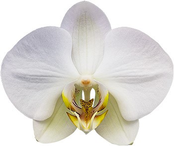 tamanho da flor: 1016621