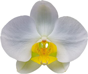 bloemgrootte: 1016316