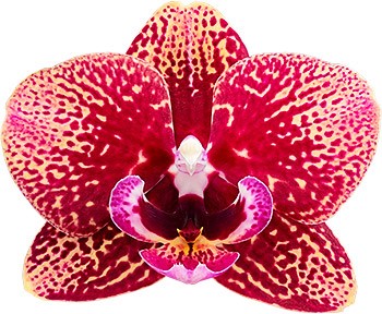 tamaño de la flor: 1016049