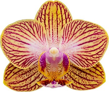 flower size: 1015908