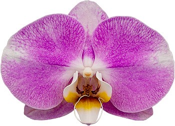 tamanho da flor: 336024