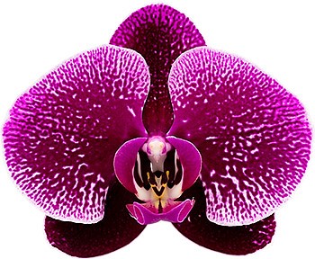 bloemgrootte: 316227