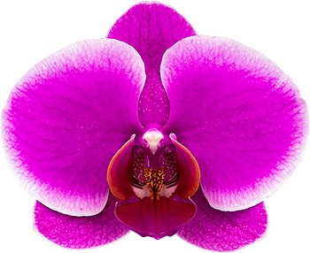 tamaño de la flor: 336371