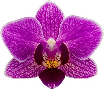 tamaño de la flor: 4,5