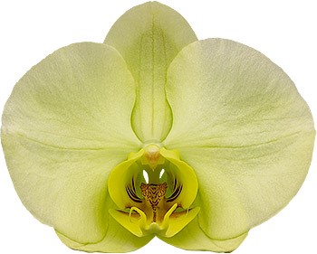 tamanho da flor: 356208