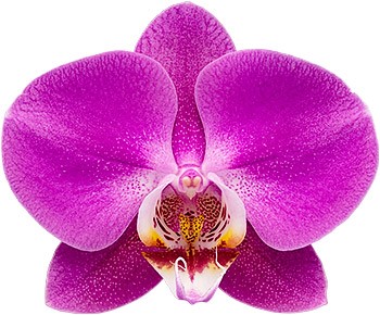 bloemgrootte: 336201