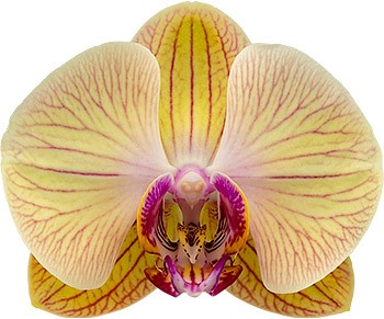 tamaño de la flor: 356366