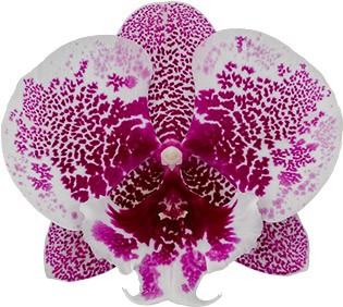 tamaño de la flor: 1004254