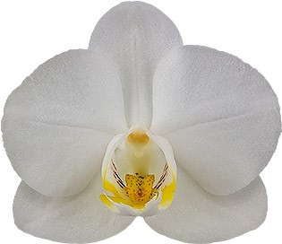 bloemgrootte: 244516