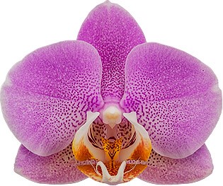 tamaño de la flor: 7,5