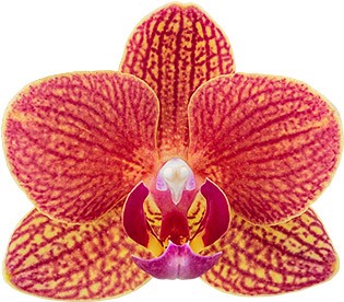 tamanho da flor: 4,5