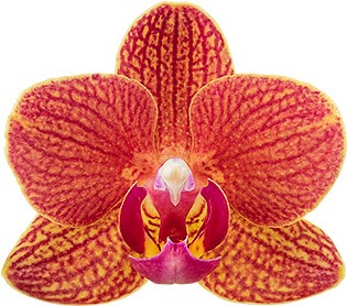 tamanho da flor: 4,5