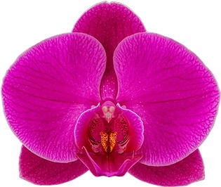 bloemgrootte: 334497